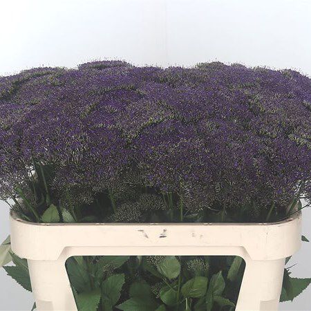 Lake Michigan Purple, (F1) Trachelium Seed - 5,000 Seeds image number null